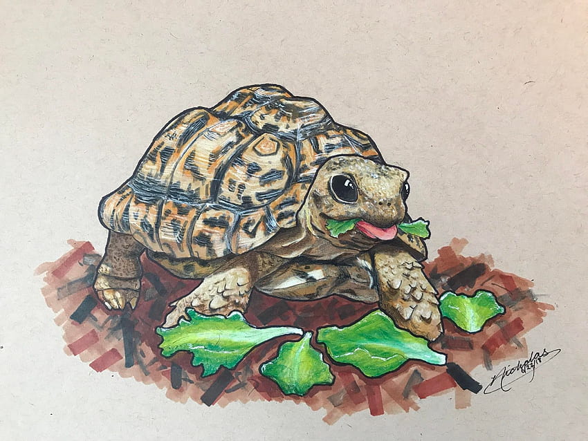  Dibujo de una tortuga comiendo lechuga  , tortugas comiendo fondo de pantalla