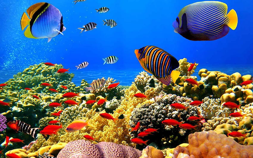 Aquarium de poissons 3d Fond d'écran HD