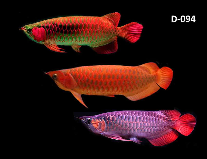Original Fish Arowana Borneo – Dibujos Para Colorear, asian arowana HD wallpaper
