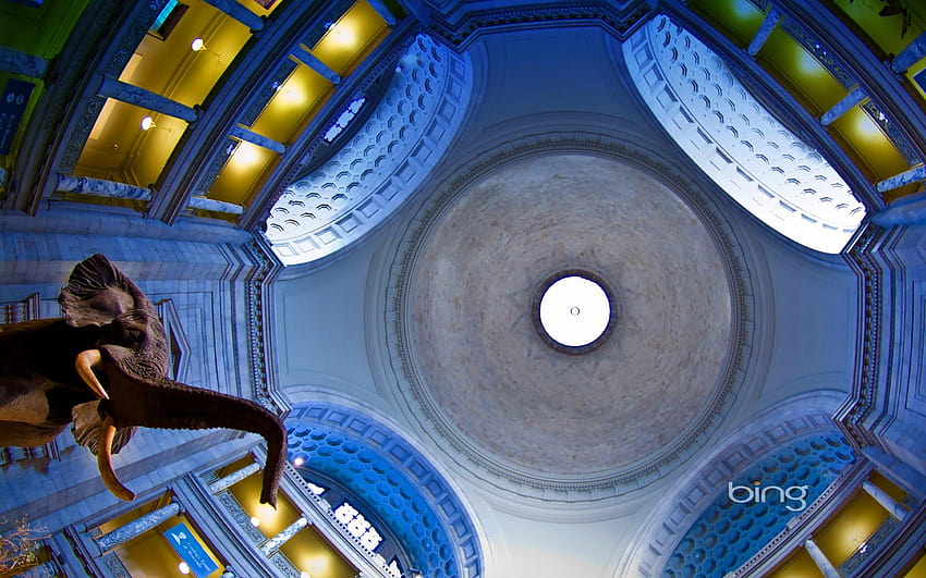 Rotunda of the Smithsonian Institution National Museum of Natural HD wallpaper