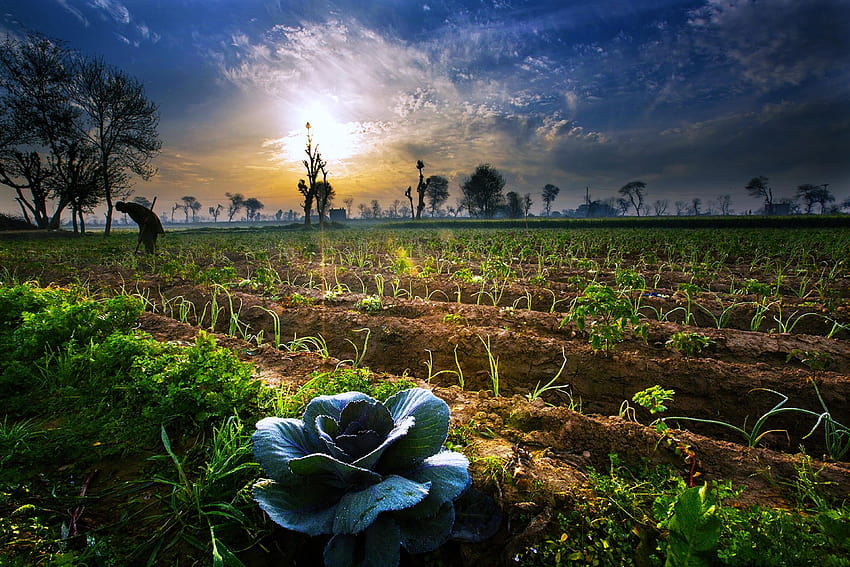 30000 Free Agriculture  Farm Images  Pixabay