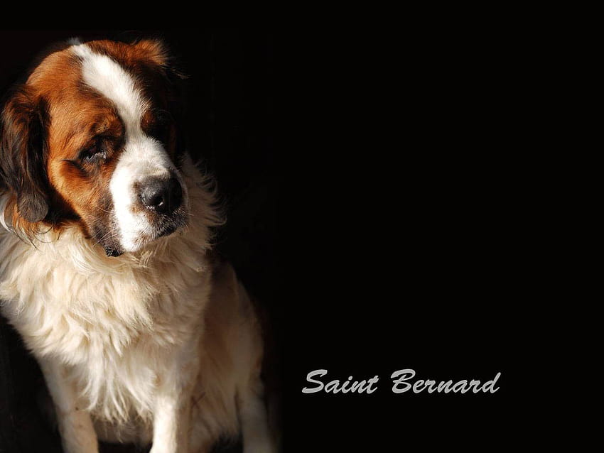 Saint Bernard Dog 19 Backgrounds HD wallpaper