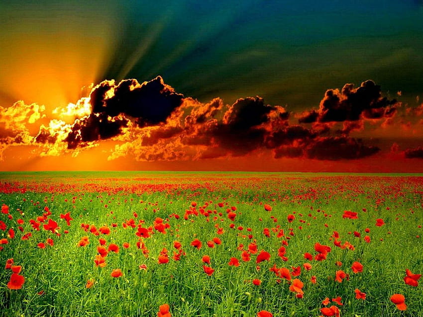 Chic Overwhelming Flower Field Sunset, wildflower sunset HD wallpaper