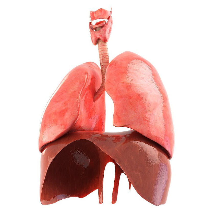 Lungs animated, respiratory system HD phone wallpaper | Pxfuel