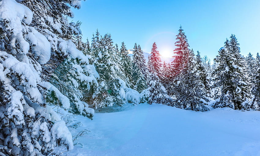 Pine trees, Snow, Winter, Sunny day, , Nature, winter trees snow HD wallpaper