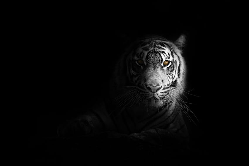 Gran gato tigre, animales fondo de pantalla