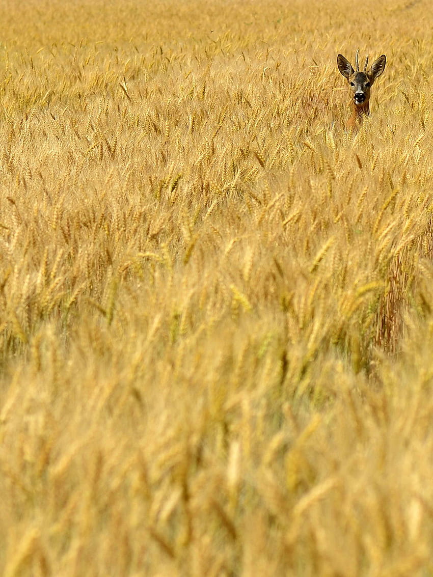 Deer In The Wheat, wheat field mobile HD phone wallpaper