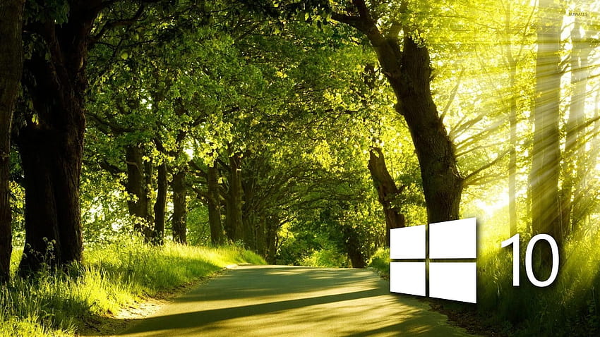 Windows 10 in the sunny forest HD wallpaper | Pxfuel