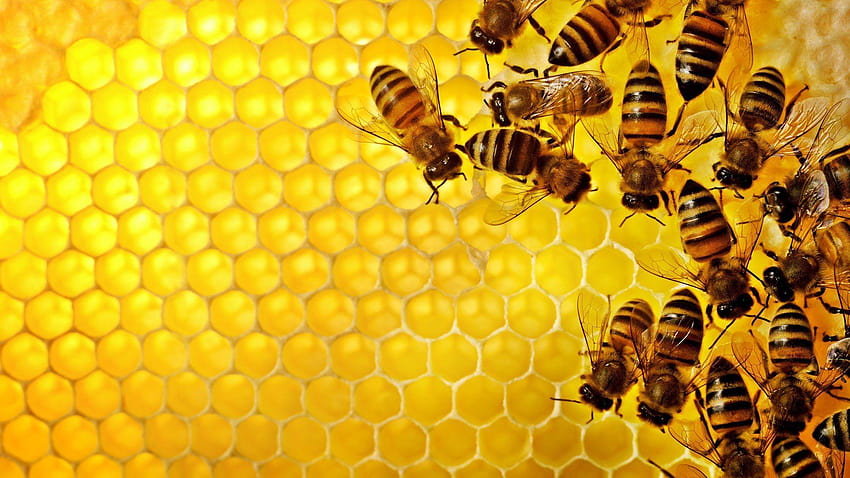 Bee – One Backgrounds, mel de abelha papel de parede HD