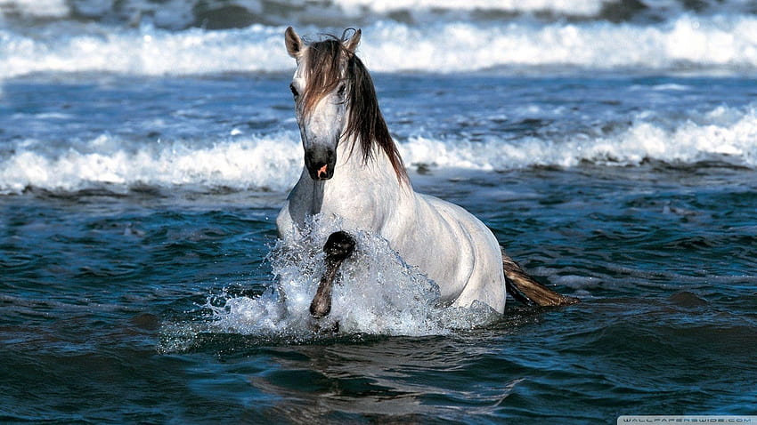 Biały koń biegnący po wodzie: Wysoki, biały koń biegnący po plaży Tapeta HD
