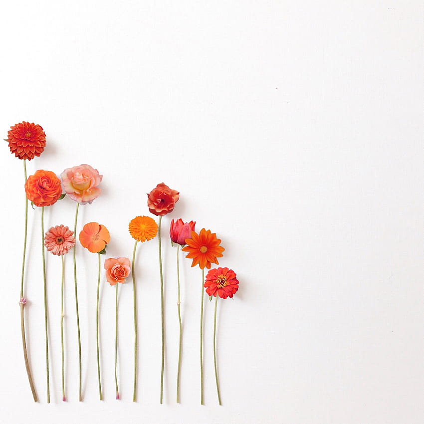 Minimalist Flower Aesthetic Orange Flowers, ästhetische rote Blume HD-Handy-Hintergrundbild