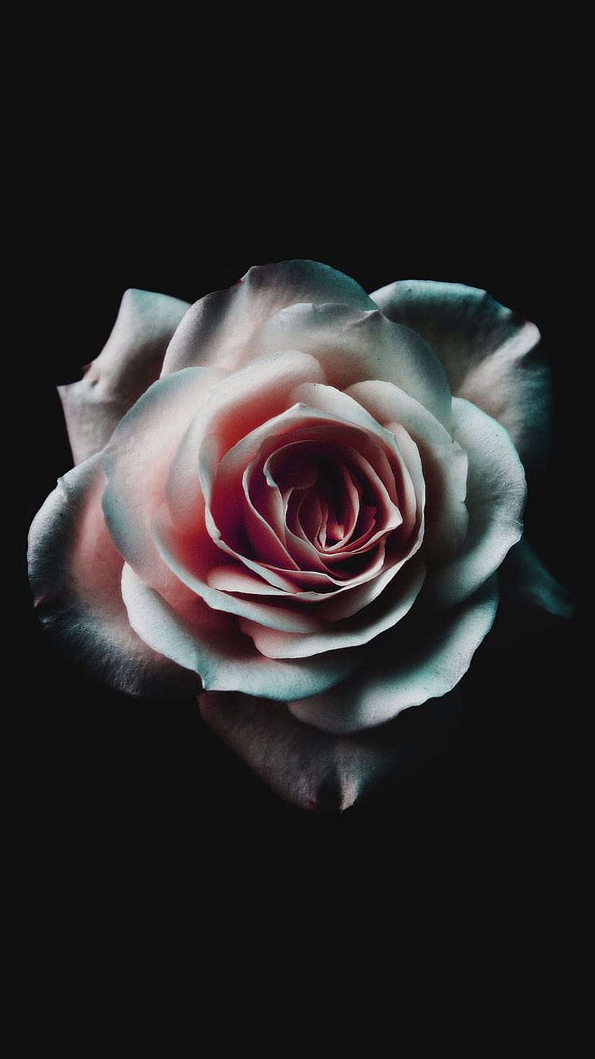 Beautiful Rose Dark Wallpapers  Rose Wallpapers for iPhone 4k