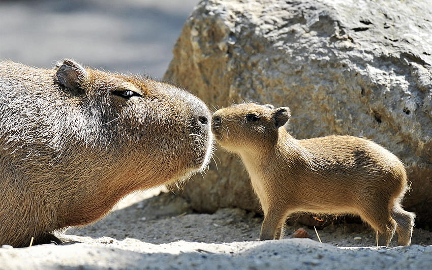 Famille Capybara, baiser d'amour 2560x1600 Fond d'écran HD