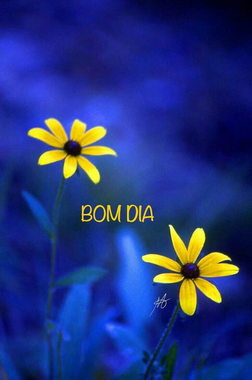 Bom dia HD phone wallpaper | Pxfuel