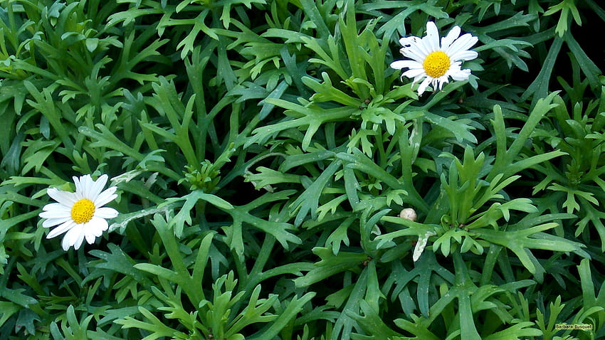 Marguerite daisy HD wallpaper