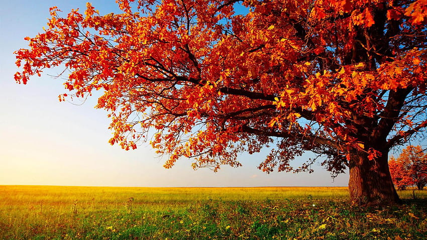 Naturaleza para el árbol de otoño con PC fondo de pantalla