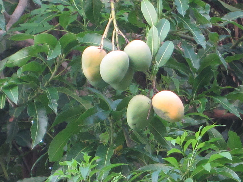 36, алфансо манго дърво пълно HD тапет