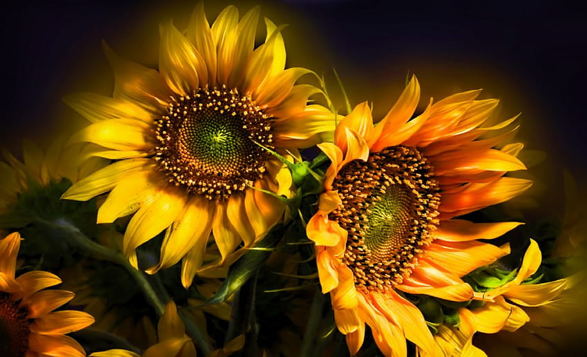 Nature Flowers Still Life Bouquets Sunflowers Seed Petals Yellow Thanksgiving Seasonal Yellow Color Soft Contrast Backgrounds, thanksgiving with sunflowers HD wallpaper