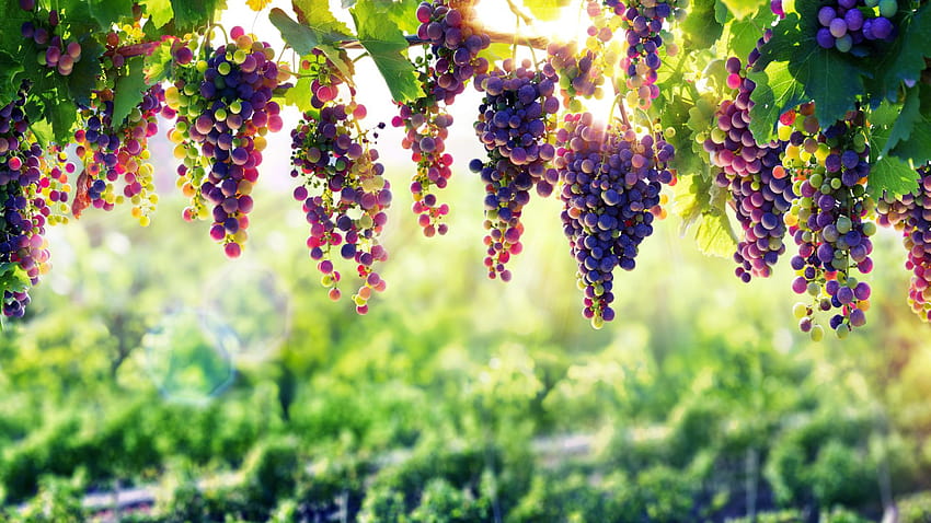 Dojrzałe, winogrona, gospodarstwo rolne, owoce, , tło, 763370, gospodarstwo owocowe Tapeta HD