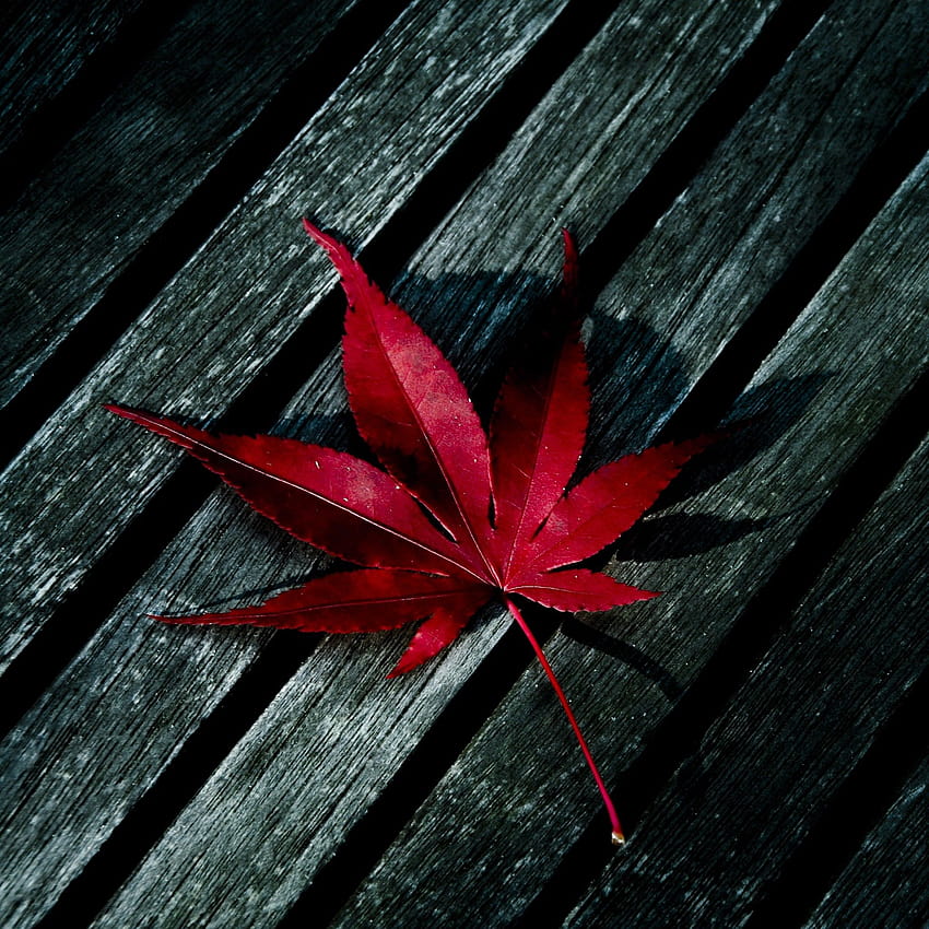 Leaf on Dog, aesthetic dark leaves HD phone wallpaper