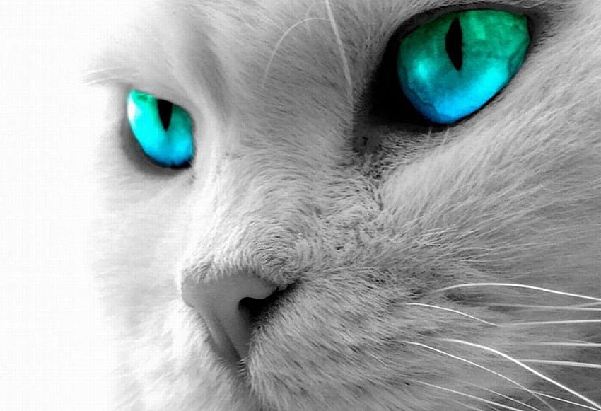 Hite Kitten With Green Eyes , Backgrounds, blue green eyes HD wallpaper