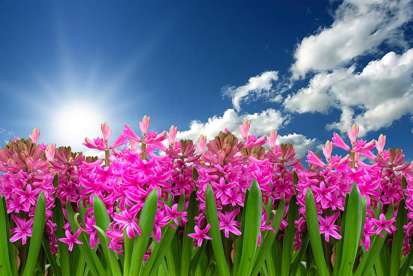 Różowe kwiaty, hiacynt, ogród, światło słoneczne, błękitne niebo, chmury, kwiaty, lekkie wiosenne kwiaty Tapeta HD