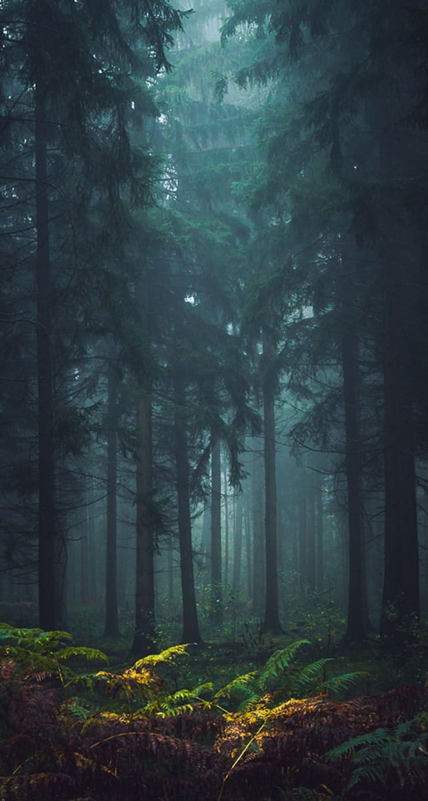Misty Forest IPhone - พื้นหลังสุดเจ๋ง วอลล์เปเปอร์โทรศัพท์ HD
