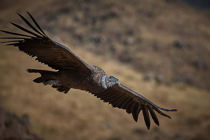 34 kondory andyjskie znalezione martwe w ...birdlife Tapeta HD