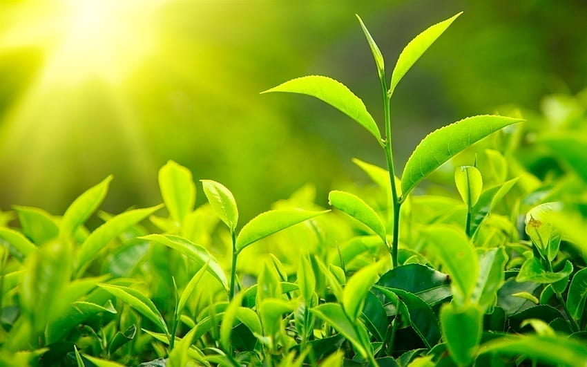 Best Green tea leaves in a tea plantation HD wallpaper