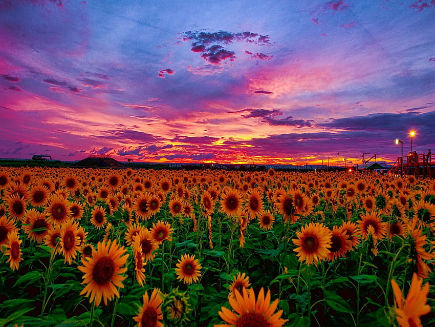 Sunflower Sunset, bunga saat matahari terbenam Wallpaper HD