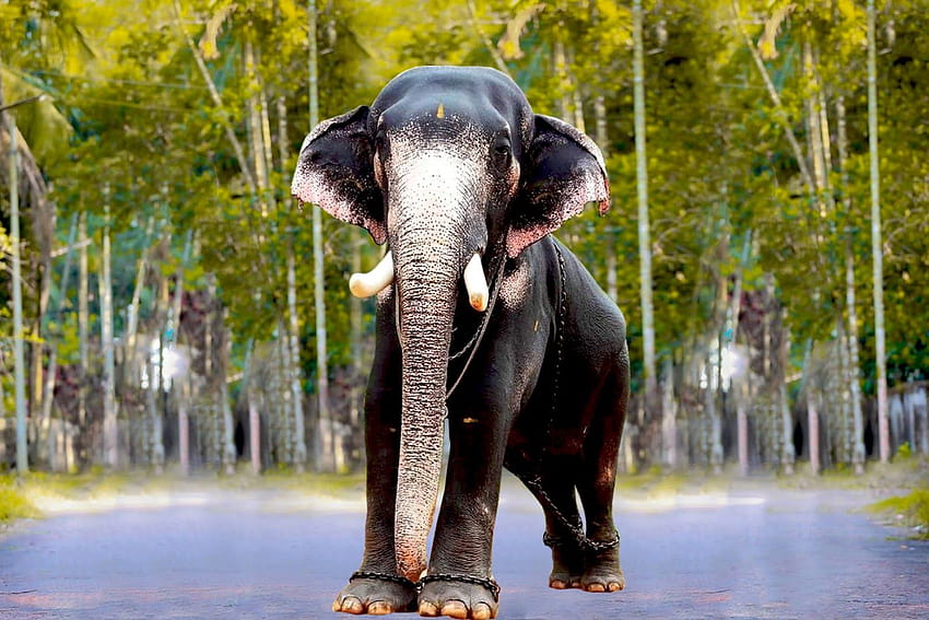 Słonie Kerala, mangalamkunnu karnan Tapeta HD