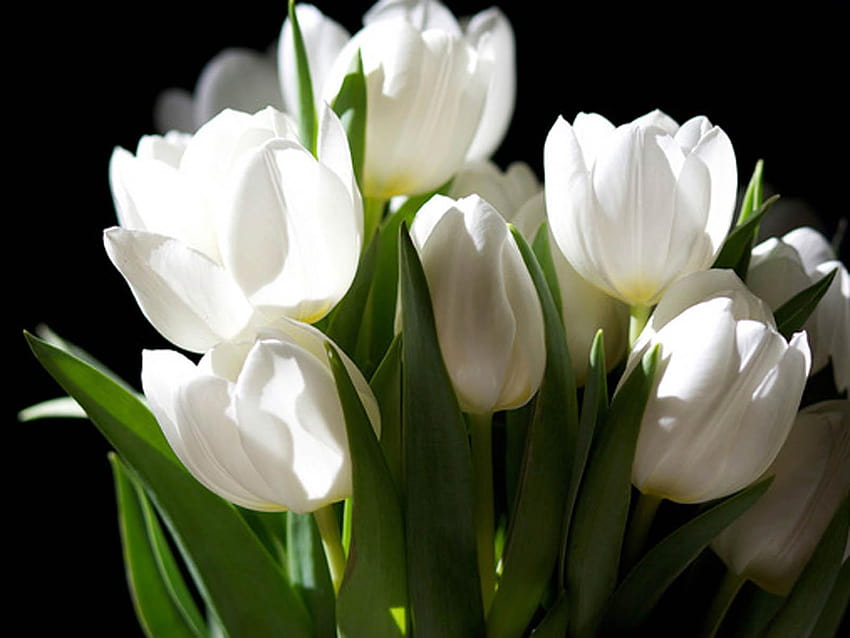 Flores de tulipanes blancos, flores de tulipanes fondo de pantalla
