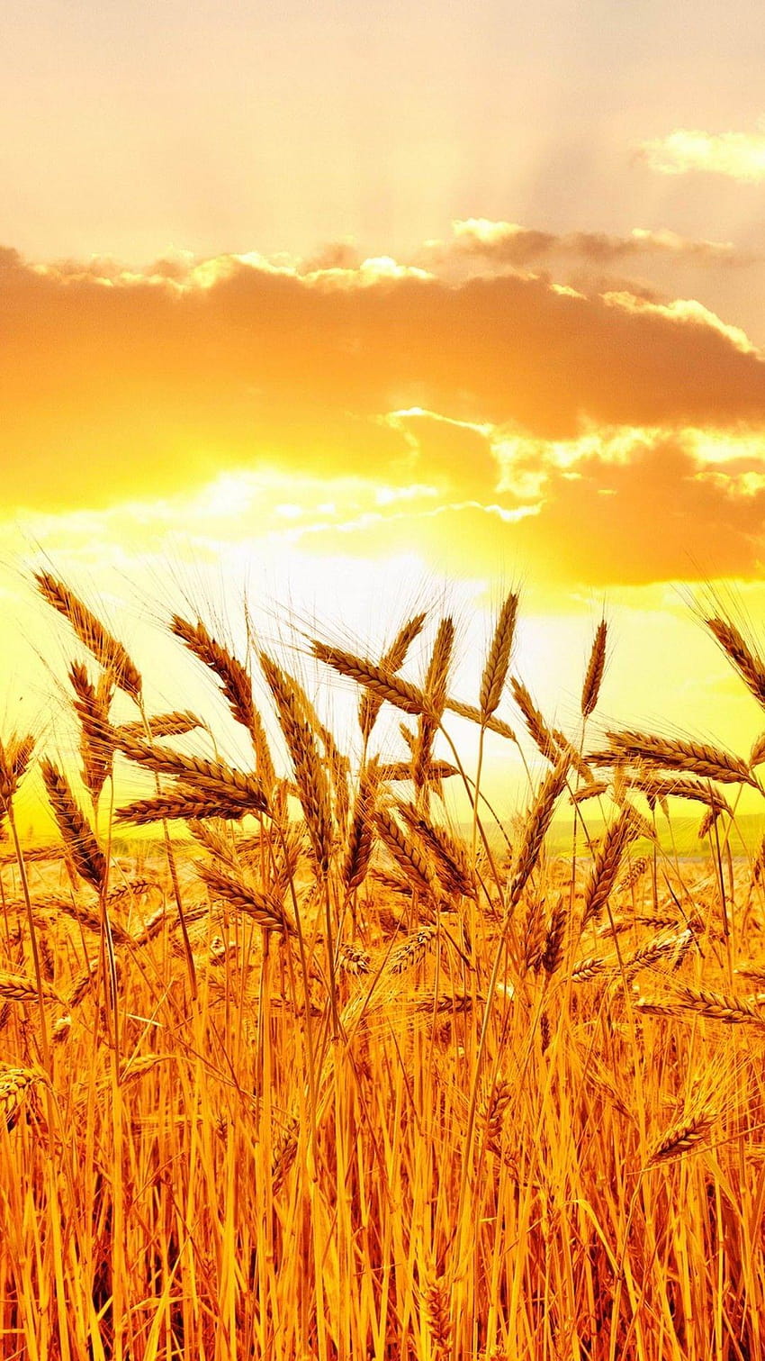 Golden Wheat Field At Sunset for SAMSUNG Galaxy S5 HD phone wallpaper