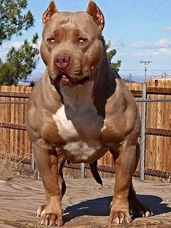 most muscular dog in the world