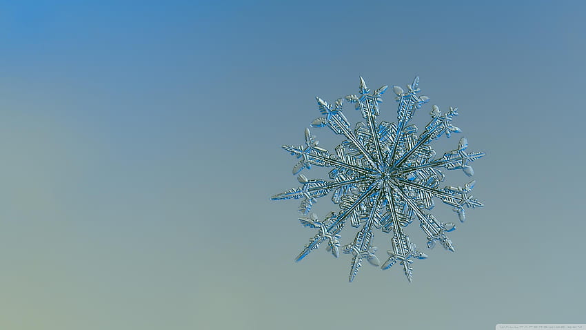 Real Snowflake Falling Up Close U for, snowflake up close HD wallpaper