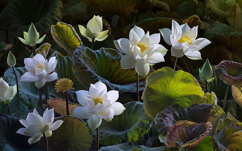 Biały lotos, piękne kwiaty, zielone liście 1920x1200 Tapeta HD