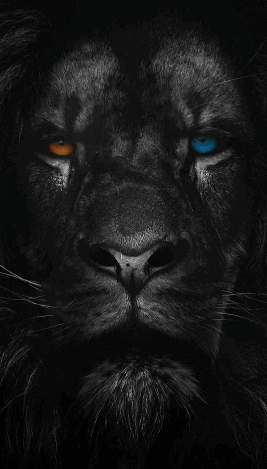 Black Lion by WhiteBrian420 HD phone wallpaper