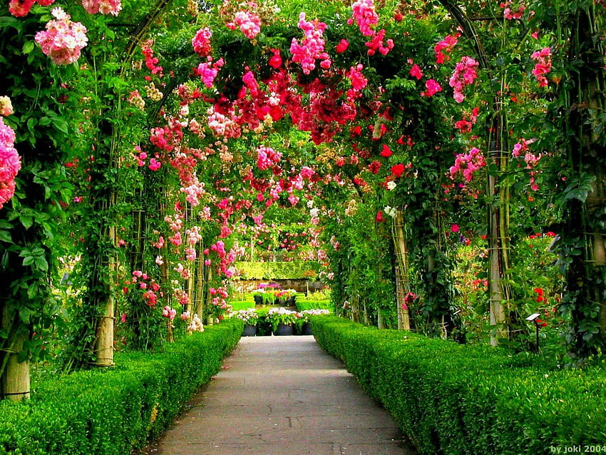 Rote Rose im Garten er mit hoher Auflösung HD-Hintergrundbild