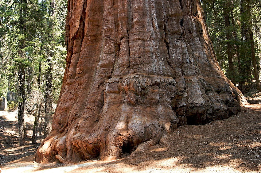4 Sequoia Ulusal Parkı HD duvar kağıdı
