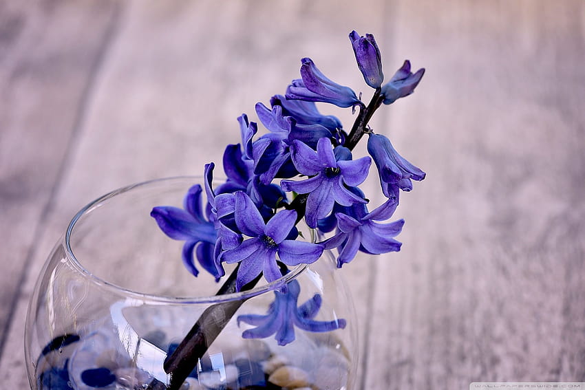 Blue Hyacinth Flower In A Vase Ultra Backgrounds, violet hyacinths flowers HD wallpaper