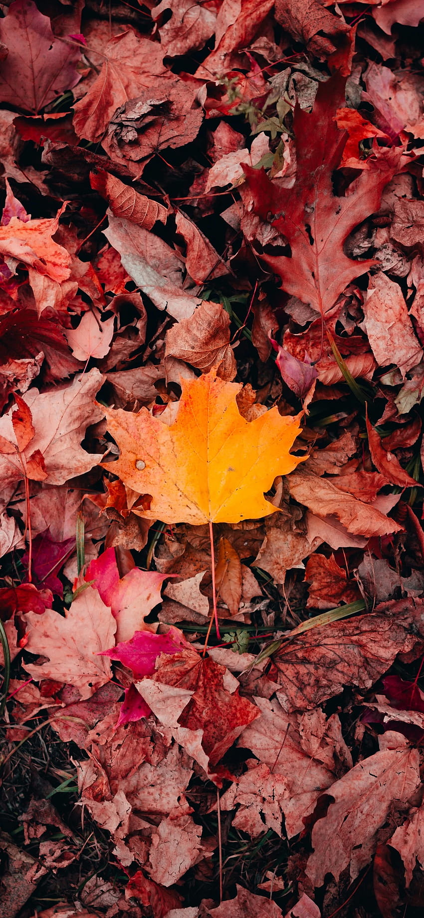 кленови листа, есен, паднали листа, фон на листа, природа, червени жълти зелени есенни листа HD тапет за телефон