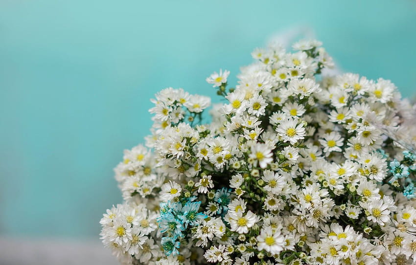 Hình ảnh những bó hoa cúc họa mi trắng rực rỡ sẽ khiến bạn không thể rời mắt được. Với sự tươi mát và tinh tế, bó hoa cúc họa mi trắng sẽ trở thành món quà tuyệt vời dành cho những người thân yêu của bạn.