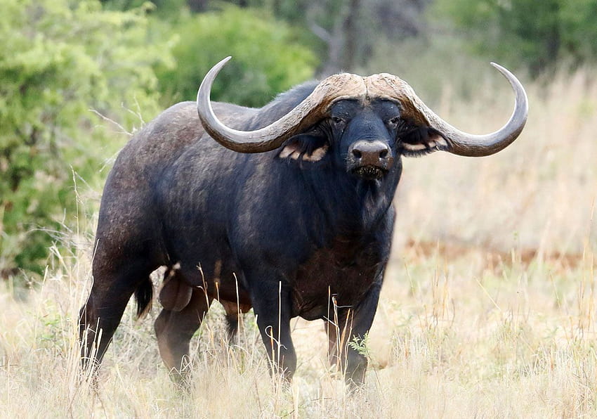 of African Buffalo, cape buffalo HD wallpaper