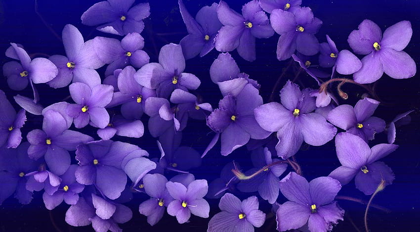 3 Violeta africana, violetas papel de parede HD