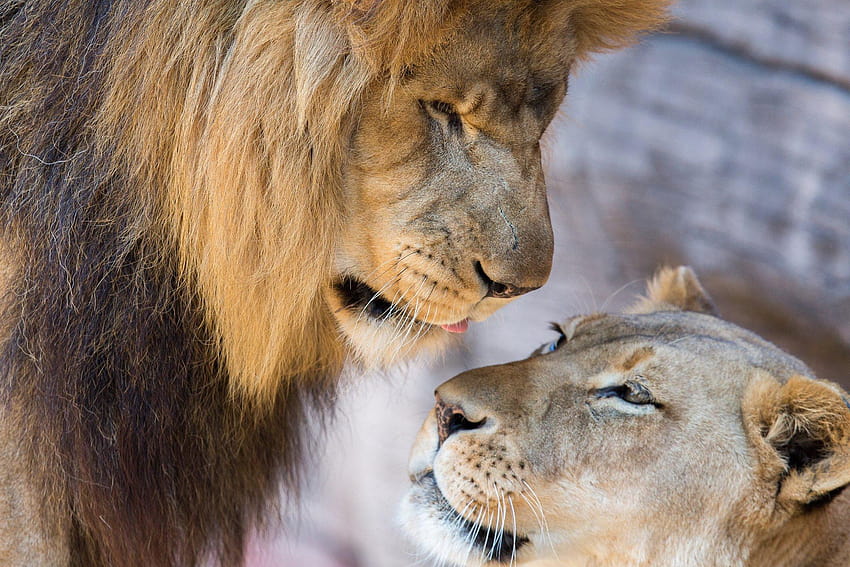 lions, Lion, Lioness, Couple, Love, Mood, lion and lioness HD wallpaper
