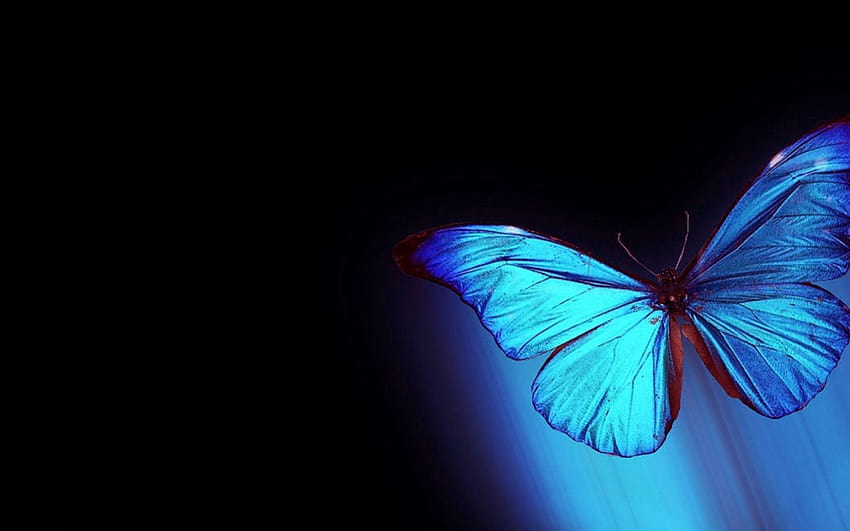 Farfalla astratta per laptop Estetica unica per laptop a farfalla Sfondo HD