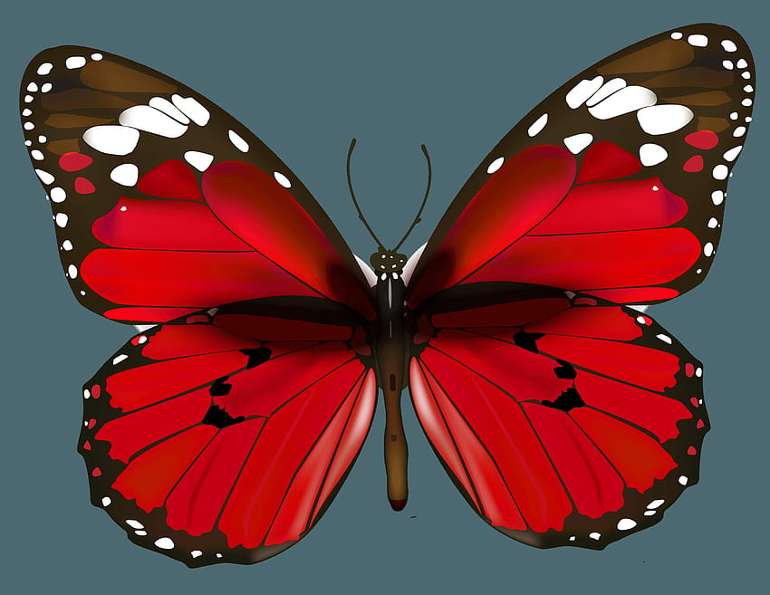 papillon rouge Fond d'écran HD
