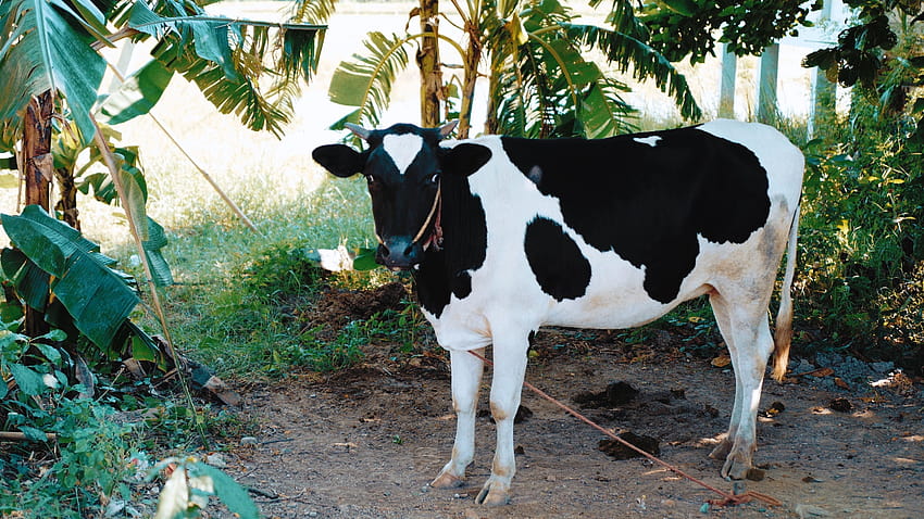 50+ Free Holstein Cow & Cow Images - Pixabay