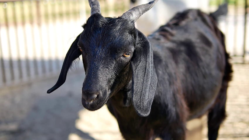 Black Bengal Goat Farming Guide & Information, black goat HD wallpaper