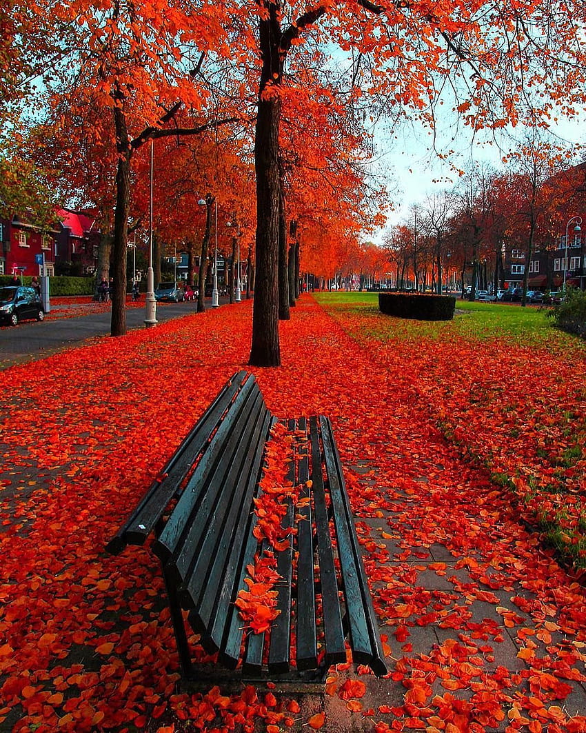 √ 自然 アムステルダム オランダ、アムステルダムの秋 HD電話の壁紙